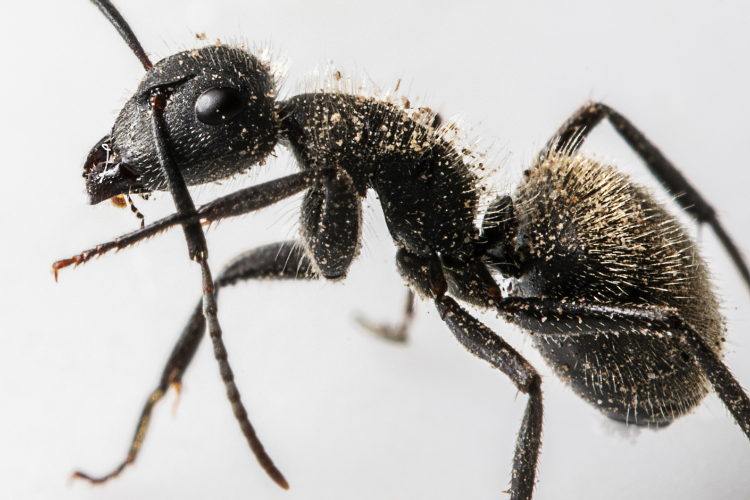 Ant Control in Babcock Ranch